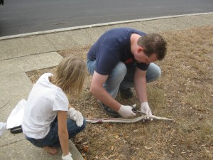 My trusty assistant insisted that we wear rubber gloves while skinning the snake. 